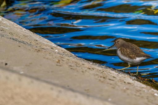 水辺のイソシギ・コピースペース 水辺のイソシギ・コピースペース イソシギ,野鳥,鳥の写真素材