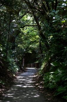 ［神奈川県鎌倉市］亀ケ谷坂切通 鎌倉,亀ケ谷坂切通,切通しの写真素材