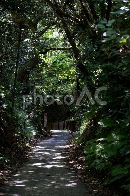 ［神奈川県鎌倉市］亀ケ谷坂切通 鎌倉,亀ケ谷坂切通,切通しの写真素材