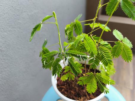 オジギソウの鉢植え オジギソウ,植物,オジギソウの花の写真素材
