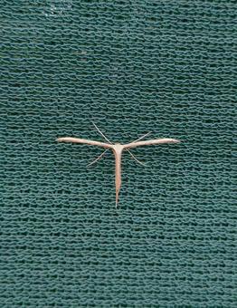 ヒルガオトリバ ヒルガオトリバ,蛾,トリバガの写真素材