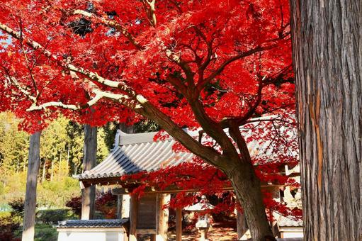 紅葉　長野県　清水寺 紅葉,長野県,清水寺の写真素材