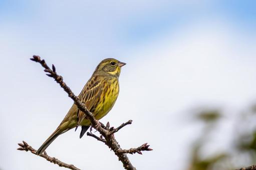 アオジ(37) アオジ(37)の写真