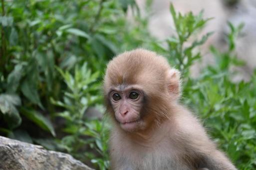 ニホンザル ニホンザルの写真