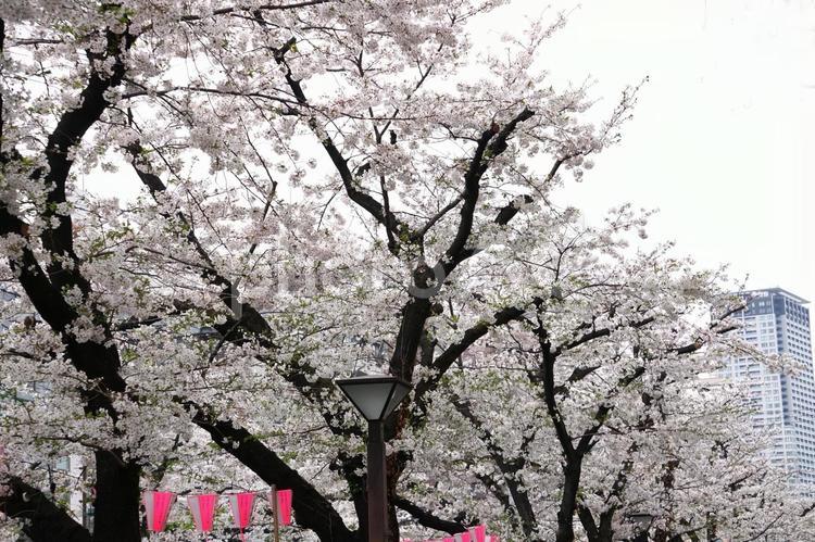 東京都目黒区中目黒川沿いの桜 ソメイヨシノ,春,ピンクの写真素材