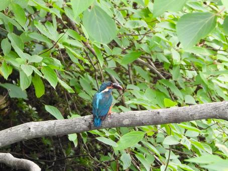 A kingfisher slamming a small fish onto a hard branch, JPG