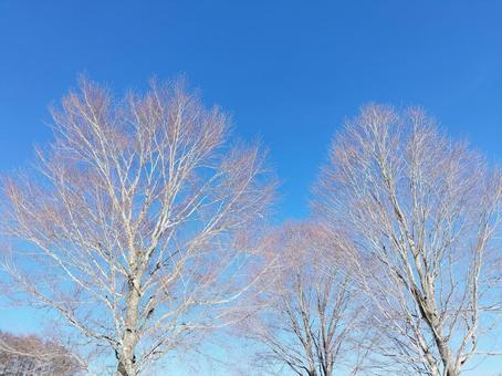 冬の青い空と白樺 冬,11月,12月の写真素材