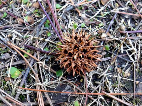 公園の草むらに落ちていたモミジバフウ 公園の草むらに落ちていたモミジバフウの写真