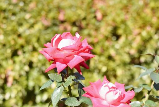 常盤公園のバラ 常盤公園のバラの写真