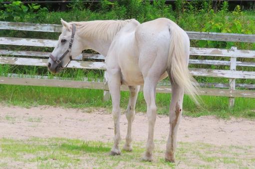 白馬 白馬,馬,干支の写真素材
