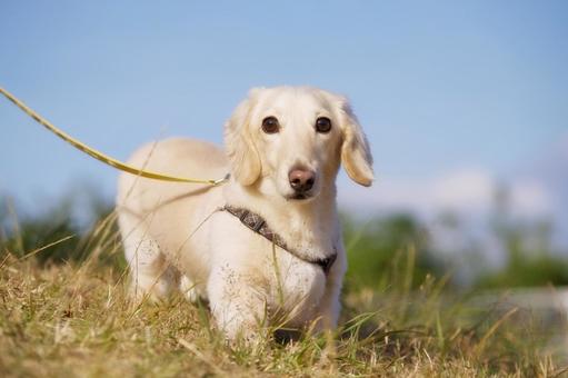 ワンコのポートレート 犬,ミニチュアダックス,ダックスフンドの写真素材