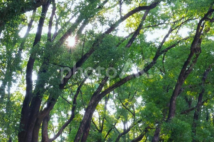 真夏の木陰・木漏れ日のイメージ 夏,木陰,木漏れ日の写真素材