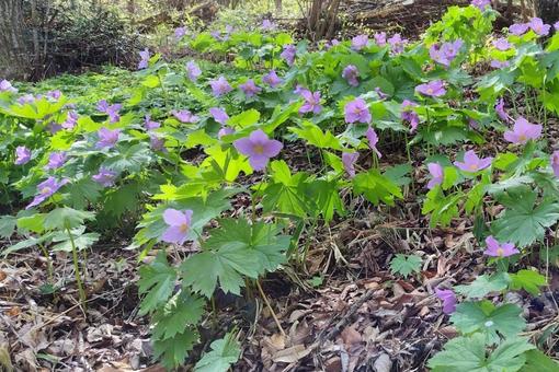 シラネアオイの群生 シラネアオイの群生の写真