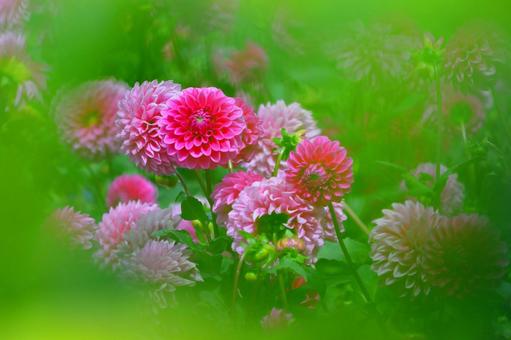 ファンタジックなダリア ダリア,花,秋の写真素材