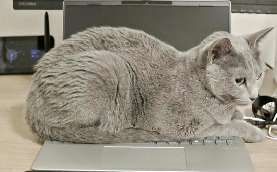 PCの邪魔をするロシアンブルーの写真