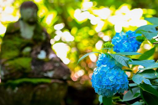 Hydrangea, JPG