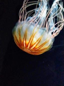 アカクラゲ5アップ クラゲ,アカクラゲ,毒の写真素材