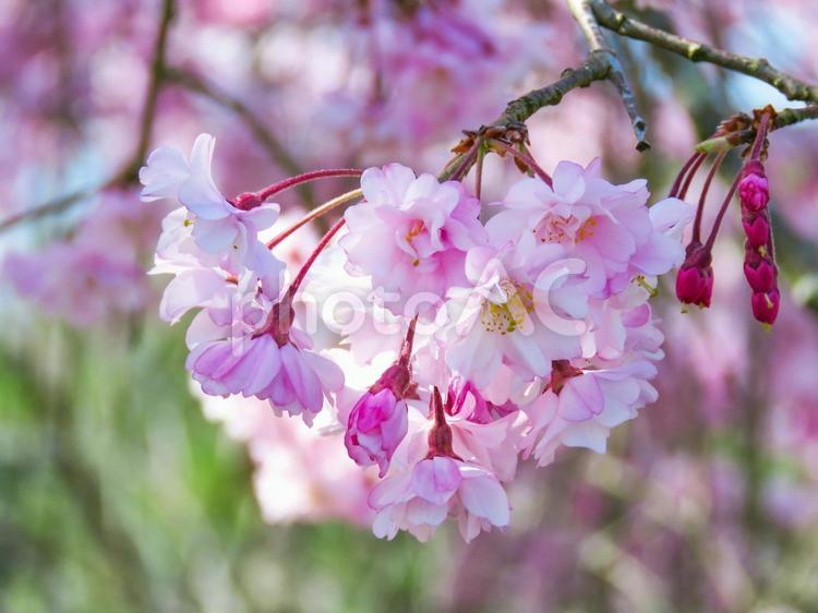 春イメージ〜満開のヤエザクラのアップ サクラ,さくら,八重桜の写真素材