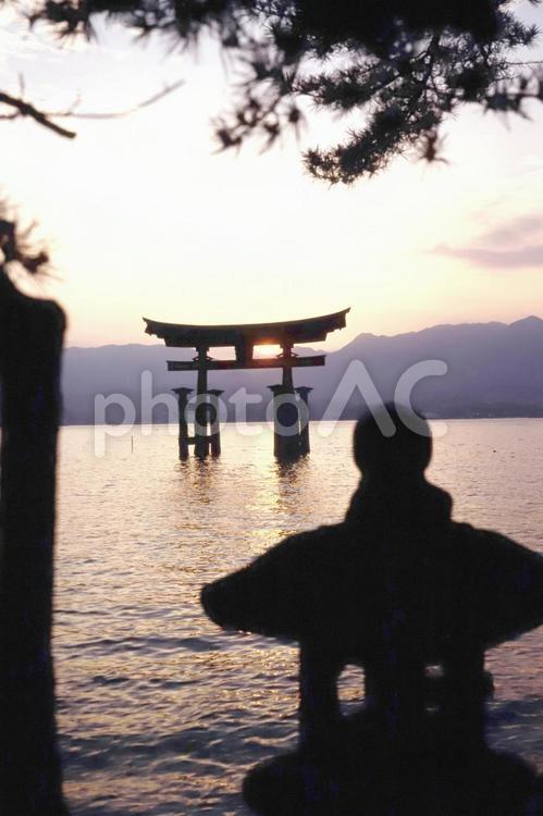 宮島大鳥居夕暮れ サンセット,海,たそがれの写真素材