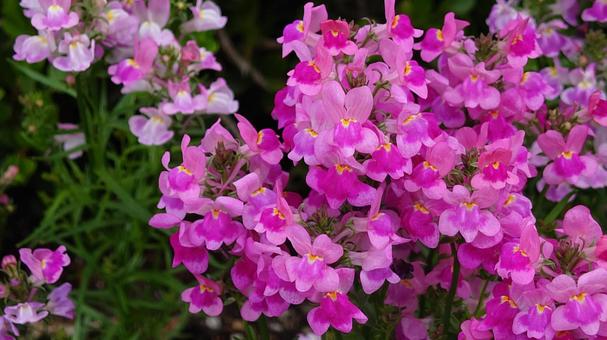 花壇の花 花壇の花の写真