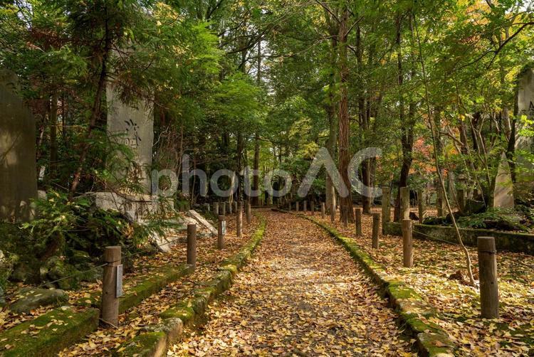 成田山公園の散策路 小道,散策路,木陰の写真素材