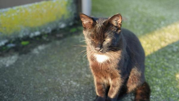 朝日を浴びる黒猫 朝日を浴びる黒猫 子猫,黒猫,保護猫の写真素材