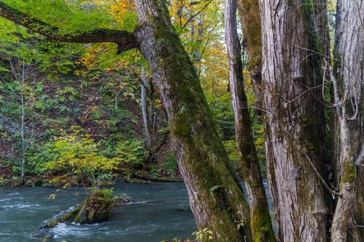 奥入瀬の紅葉 奥入瀬の紅葉の写真