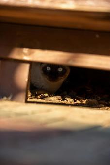 木陰からのぞくシャム猫 シャム猫,猫,瞳の写真素材