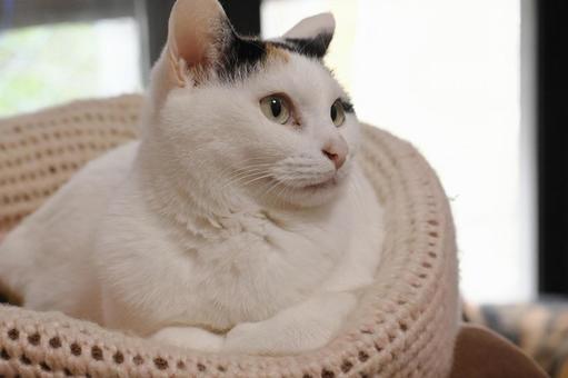 猫 猫の写真