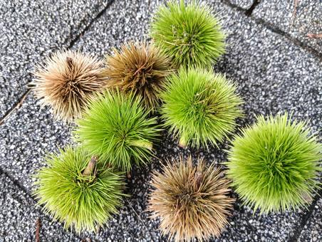 夏の毬栗 夏の毬栗の写真