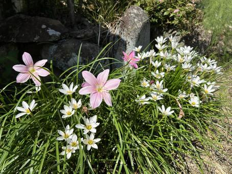 タマスダレとサフランモドキ 花,白い花,ピンクの花の写真素材