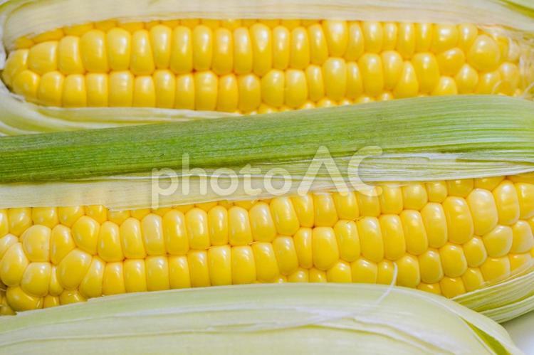とうもろこし、corn、野菜、白背景 とうもろこし,白バック,白背景の写真素材