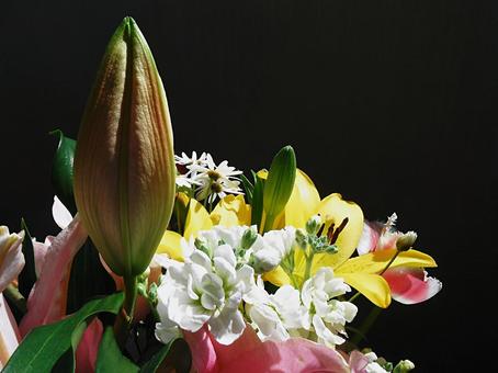 ユリのツボミ5 ユリのツボミ5の写真