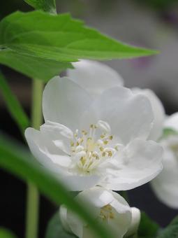 バイカウツギ バイカウツギ,ウツギ,白の写真素材