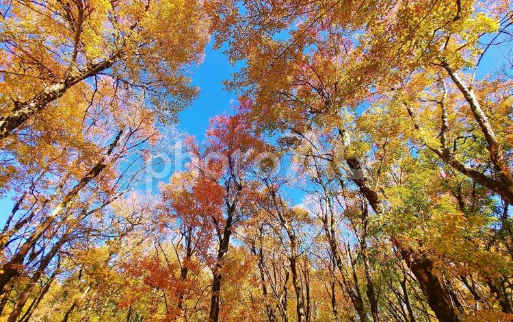 トウカエデ林の紅葉 紅葉,トウカエデ,カエデの写真素材