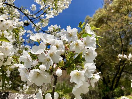 桜016 桜016の写真