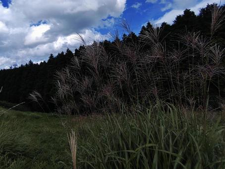 山上とすすき 山上とすすき すすき,ススキ,秋の草花の写真素材