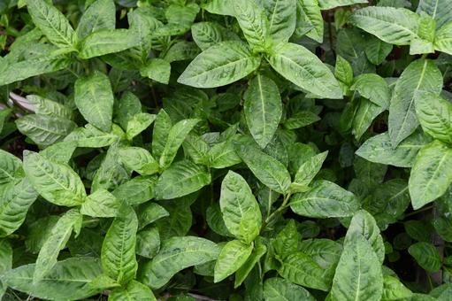 タデアイが生い茂るようす タデアイ,藍,植物の写真素材