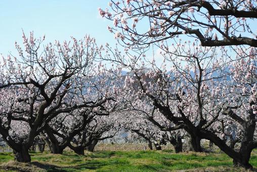Photo, shinshu, chikuma-shi, anzu no sato, 