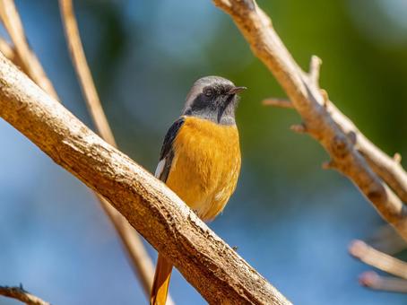 照片, 黄尾鸲, 乔比奥, 雄性daurian redstart, 