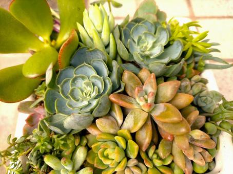 多肉植物 寄せ植え 多肉植物,寄せ植え,セダムの写真素材