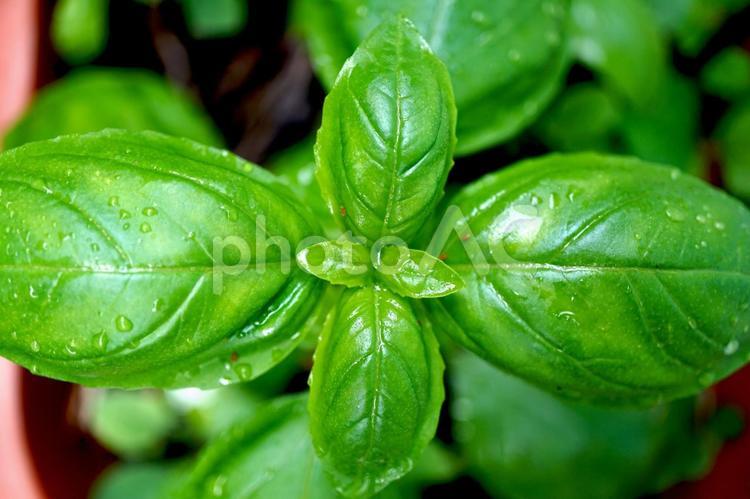真上から見たスイートバジルのアップ バジル,ハーブ,ハーブ野菜の写真素材
