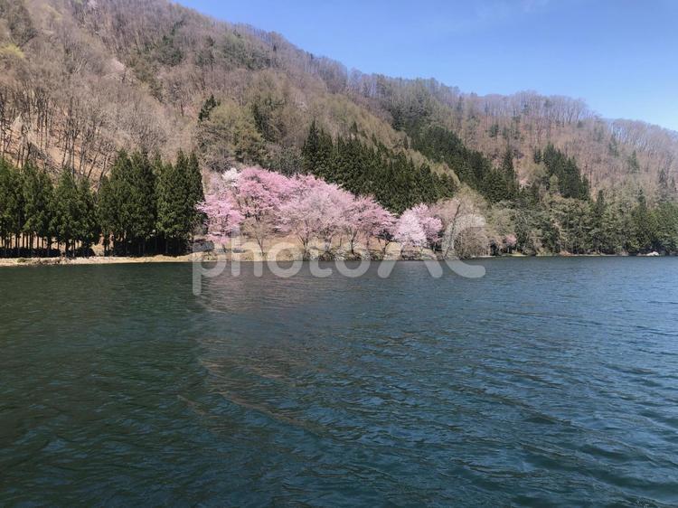 春のオオヤマザクラ　長野県大町市　中綱湖 オオヤマザクラ,春,満開の写真素材