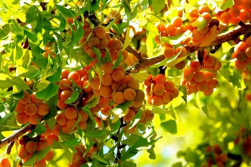 Photo, plant, ginkgo, ginkgo biloba, 