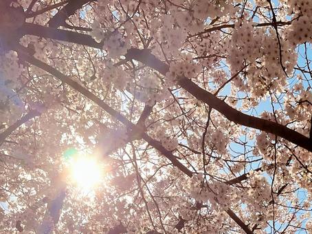 桜と青空04の写真