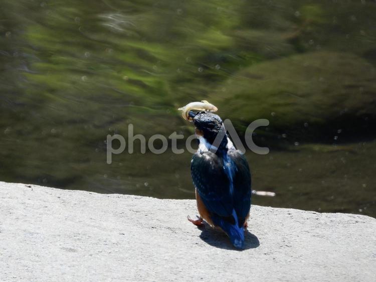 川辺で魚を咥えるカワセミ 鳥,野鳥,カワセミの写真素材