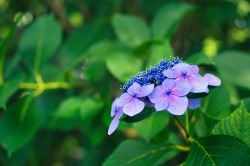 Hydrangea⑥, JPG Hydrangea⑥, JPG