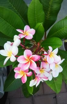 プルメリア プルメリア プルメリア,花,フラワーの写真素材