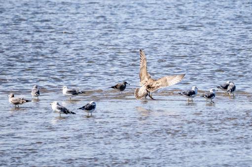 ウミネコの若鳥⑶ ウミネコの若鳥⑶の写真