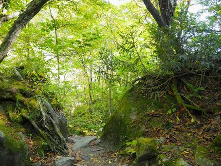 山道３４ 山,山道,森の写真素材